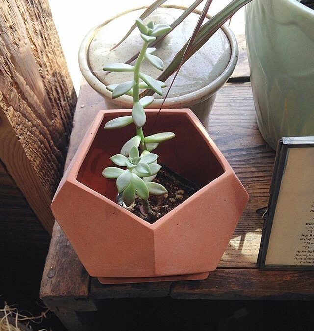 beautiful-geometric-planters-are-in-stock-were-here-until-7-pm-tonight-come-on-by