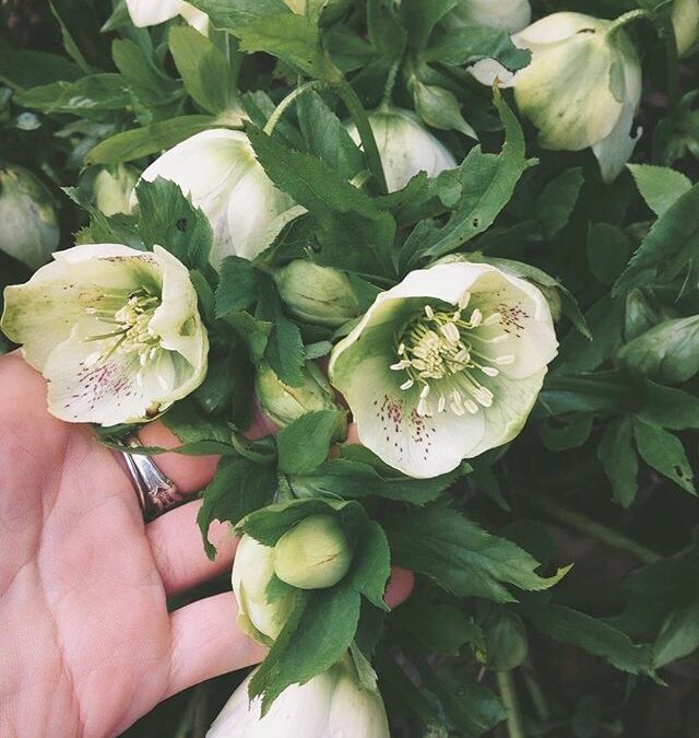 all-signs-point-to-spring-finally-love-these-sweet-white-hellebores-speckled-with-pink