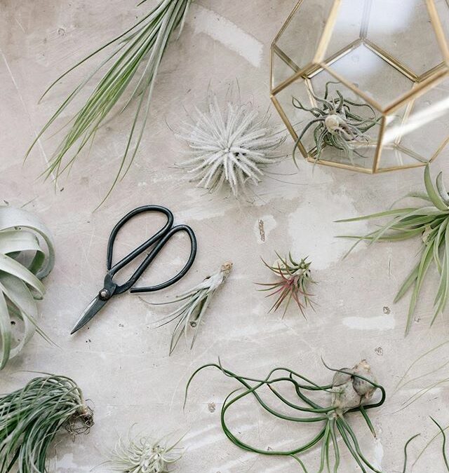 weve-got-loads-of-great-air-plants-to-choose-from.-a-shop-favorite-is-the-fuzzy-white-tectorum-ecuad