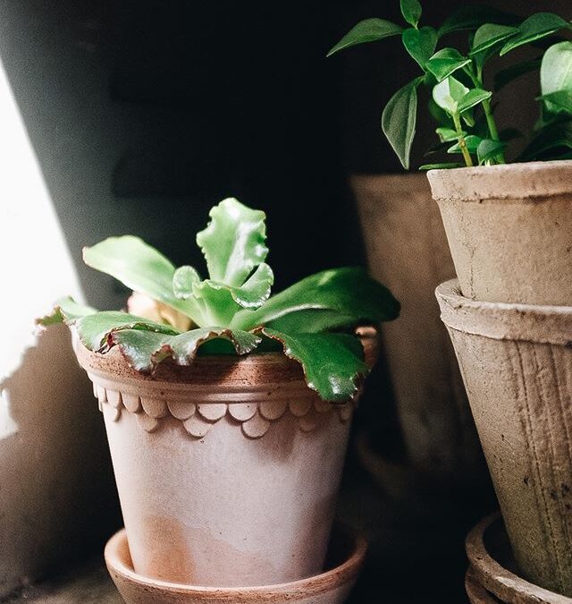 have-you-seen-our-new-terracotta-planters-made-in-italy-these-beauties-come-with-a-saucer-and-have-d