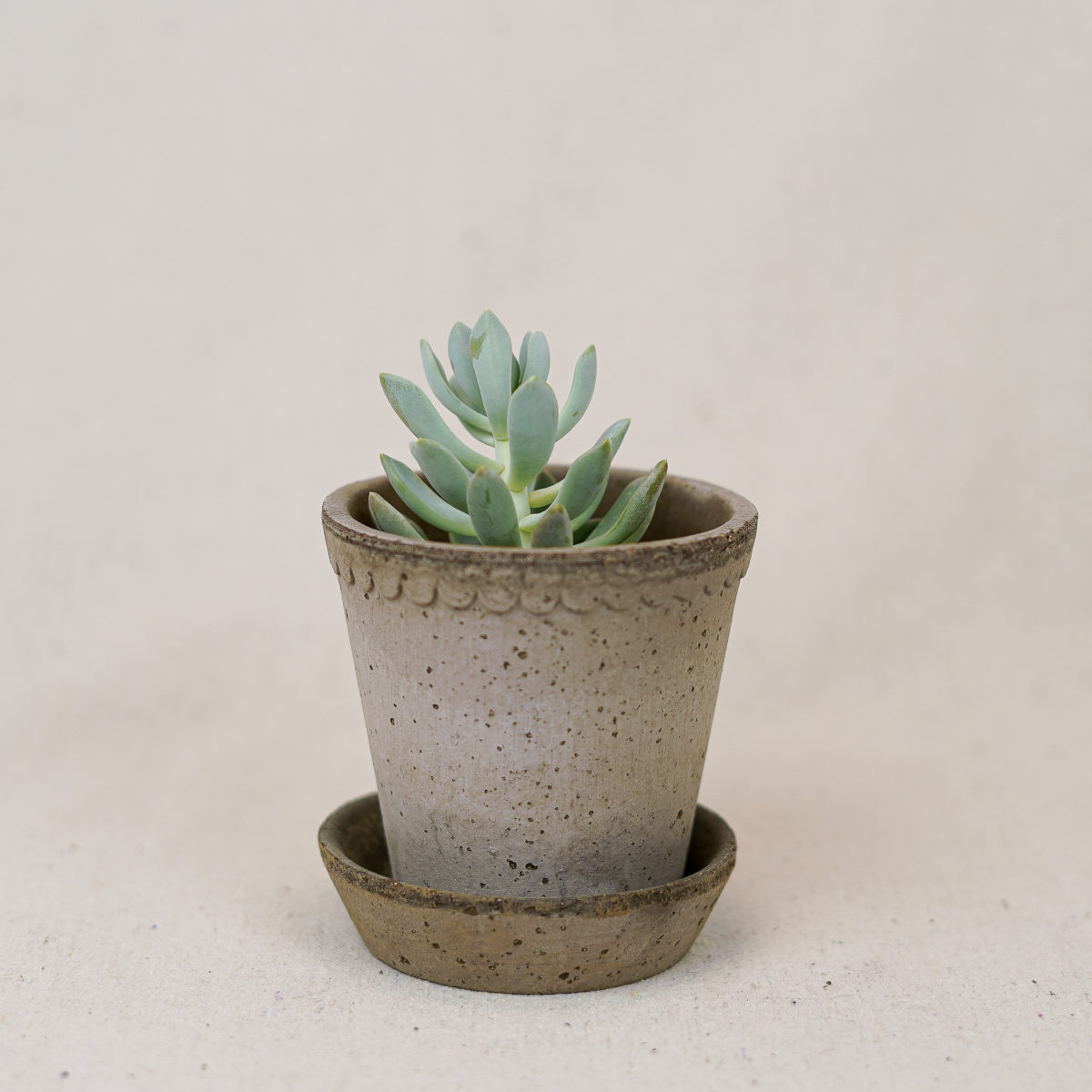 terracotta-scalloped-pot-grey