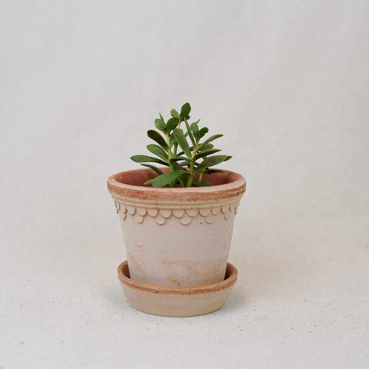 terracotta-double-scalloped-pot-pink