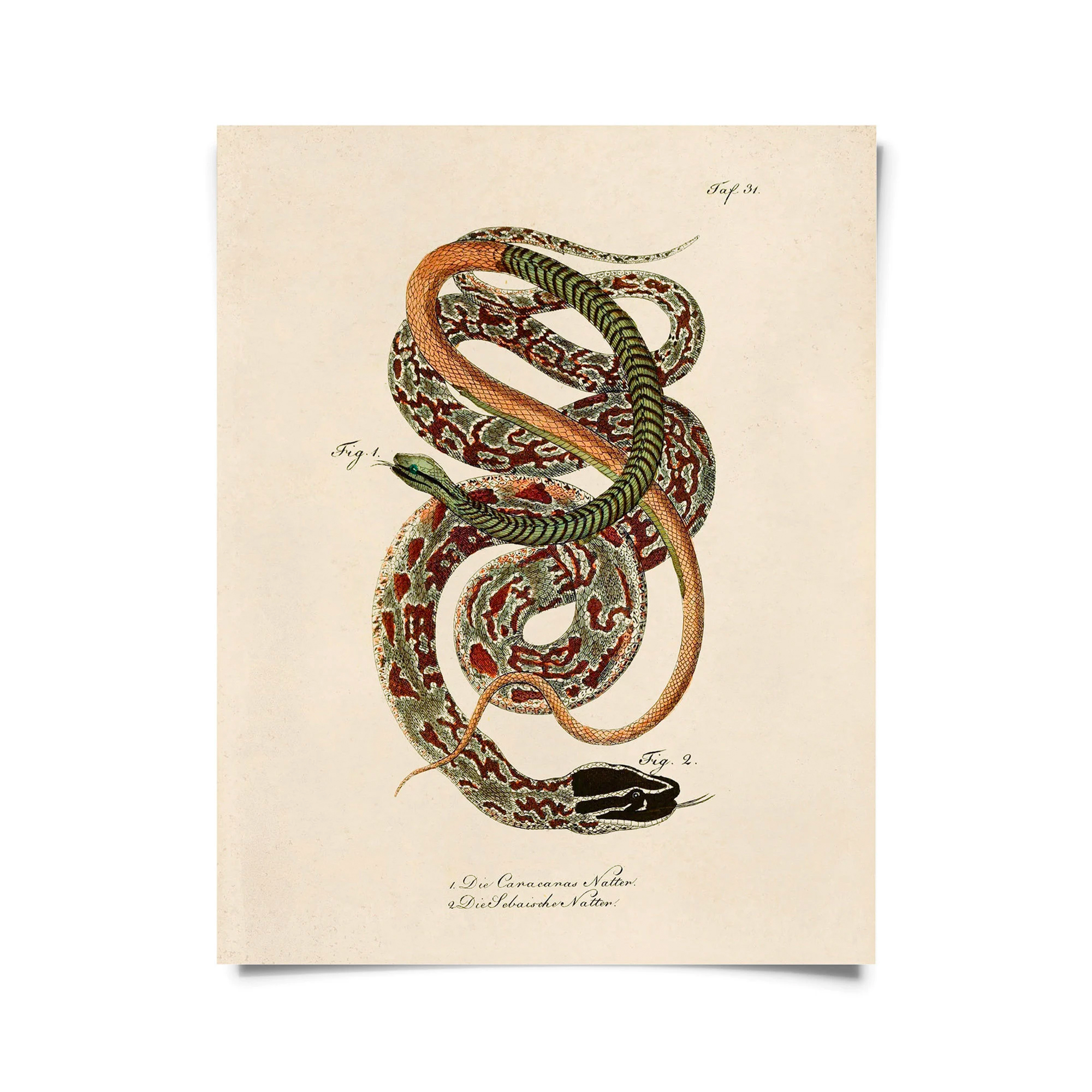 snake print - Porch Light