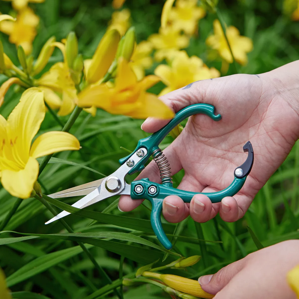 garden shears (new colors!) - Image 2