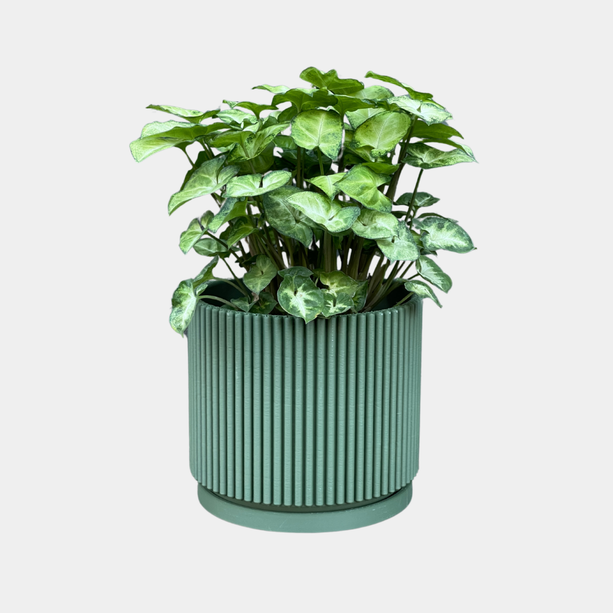 Ribbed Planter | Green